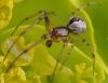 Kochiura aulica